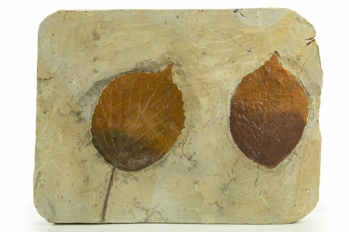 Wide Plate with Two Fossil Leaves (Two Species) - Montana #327179